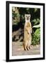 Yellow Mongoose Standing Alert on Back Legs-null-Framed Photographic Print