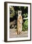 Yellow Mongoose Standing Alert on Back Legs-null-Framed Photographic Print