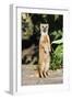 Yellow Mongoose Standing Alert on Back Legs-null-Framed Photographic Print