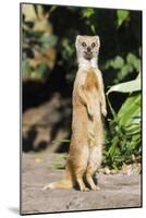 Yellow Mongoose Standing Alert on Back Legs-null-Mounted Photographic Print