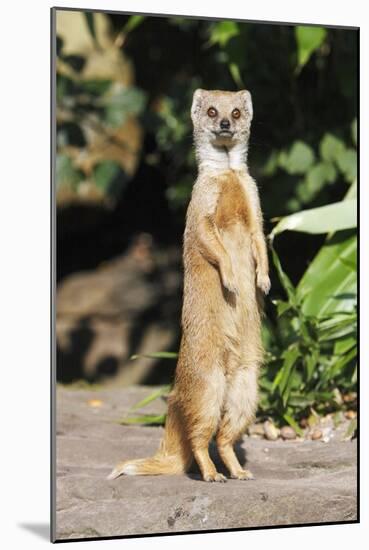 Yellow Mongoose Standing Alert on Back Legs-null-Mounted Photographic Print