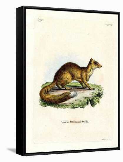 Yellow Mongoose-null-Framed Stretched Canvas