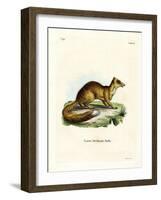 Yellow Mongoose-null-Framed Giclee Print