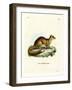 Yellow Mongoose-null-Framed Giclee Print