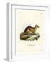 Yellow Mongoose-null-Framed Giclee Print