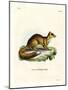 Yellow Mongoose-null-Mounted Giclee Print