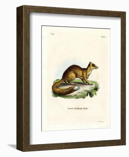 Yellow Mongoose-null-Framed Giclee Print