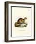 Yellow Mongoose-null-Framed Giclee Print