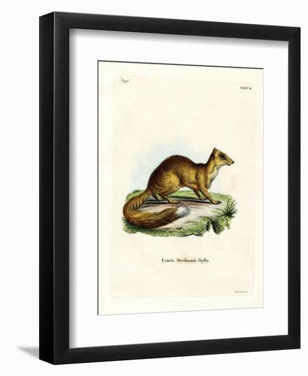 Yellow Mongoose-null-Framed Giclee Print