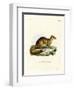 Yellow Mongoose-null-Framed Giclee Print