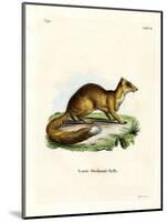 Yellow Mongoose-null-Mounted Giclee Print