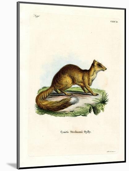 Yellow Mongoose-null-Mounted Giclee Print