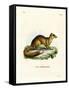 Yellow Mongoose-null-Framed Stretched Canvas