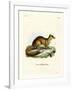 Yellow Mongoose-null-Framed Giclee Print