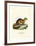 Yellow Mongoose-null-Framed Giclee Print