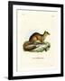 Yellow Mongoose-null-Framed Giclee Print