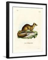 Yellow Mongoose-null-Framed Giclee Print