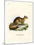 Yellow Mongoose-null-Mounted Giclee Print