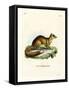 Yellow Mongoose-null-Framed Stretched Canvas