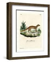 Yellow Mongoose-null-Framed Giclee Print