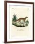 Yellow Mongoose-null-Framed Giclee Print