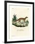 Yellow Mongoose-null-Framed Giclee Print