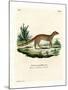 Yellow Mongoose-null-Mounted Giclee Print