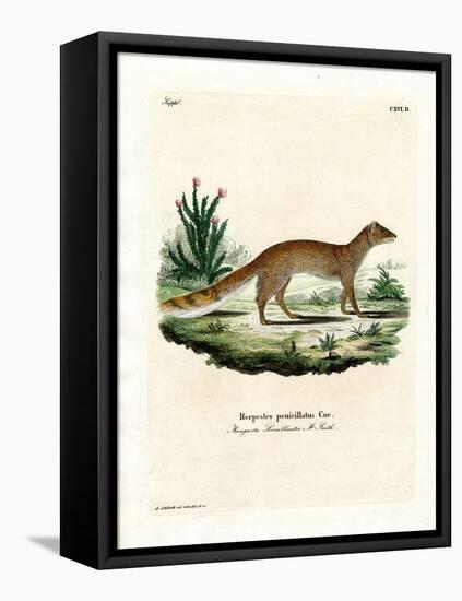 Yellow Mongoose-null-Framed Stretched Canvas