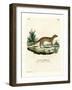 Yellow Mongoose-null-Framed Giclee Print