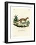 Yellow Mongoose-null-Framed Giclee Print