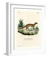 Yellow Mongoose-null-Framed Giclee Print