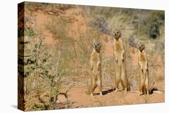 Yellow Mongooses (Cynictis Penicillata) Standing Alert, Kgalagadi National Park, South Africa-Dave Watts-Stretched Canvas