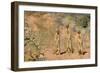 Yellow Mongooses (Cynictis Penicillata) Standing Alert, Kgalagadi National Park, South Africa-Dave Watts-Framed Photographic Print