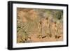 Yellow Mongooses (Cynictis Penicillata) Standing Alert, Kgalagadi National Park, South Africa-Dave Watts-Framed Photographic Print