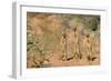 Yellow Mongooses (Cynictis Penicillata) Standing Alert, Kgalagadi National Park, South Africa-Dave Watts-Framed Photographic Print