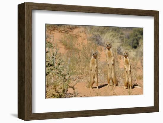 Yellow Mongooses (Cynictis Penicillata) Standing Alert, Kgalagadi National Park, South Africa-Dave Watts-Framed Photographic Print