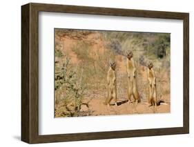 Yellow Mongooses (Cynictis Penicillata) Standing Alert, Kgalagadi National Park, South Africa-Dave Watts-Framed Photographic Print