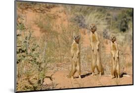 Yellow Mongooses (Cynictis Penicillata) Standing Alert, Kgalagadi National Park, South Africa-Dave Watts-Mounted Photographic Print
