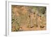 Yellow Mongooses (Cynictis Penicillata) Standing Alert, Kgalagadi National Park, South Africa-Dave Watts-Framed Photographic Print