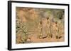 Yellow Mongooses (Cynictis Penicillata) Standing Alert, Kgalagadi National Park, South Africa-Dave Watts-Framed Photographic Print