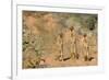 Yellow Mongooses (Cynictis Penicillata) Standing Alert, Kgalagadi National Park, South Africa-Dave Watts-Framed Photographic Print