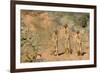 Yellow Mongooses (Cynictis Penicillata) Standing Alert, Kgalagadi National Park, South Africa-Dave Watts-Framed Photographic Print