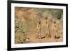 Yellow Mongooses (Cynictis Penicillata) Standing Alert, Kgalagadi National Park, South Africa-Dave Watts-Framed Photographic Print