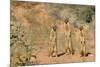 Yellow Mongooses (Cynictis Penicillata) Standing Alert, Kgalagadi National Park, South Africa-Dave Watts-Mounted Photographic Print