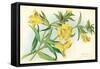 Yellow Monkey Flower-null-Framed Stretched Canvas