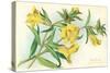 Yellow Monkey Flower-null-Stretched Canvas