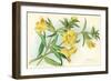 Yellow Monkey Flower-null-Framed Art Print