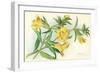 Yellow Monkey Flower-null-Framed Art Print