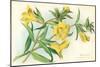 Yellow Monkey Flower-null-Mounted Art Print