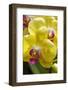 Yellow Moon Orchid-Jim Engelbrecht-Framed Photographic Print